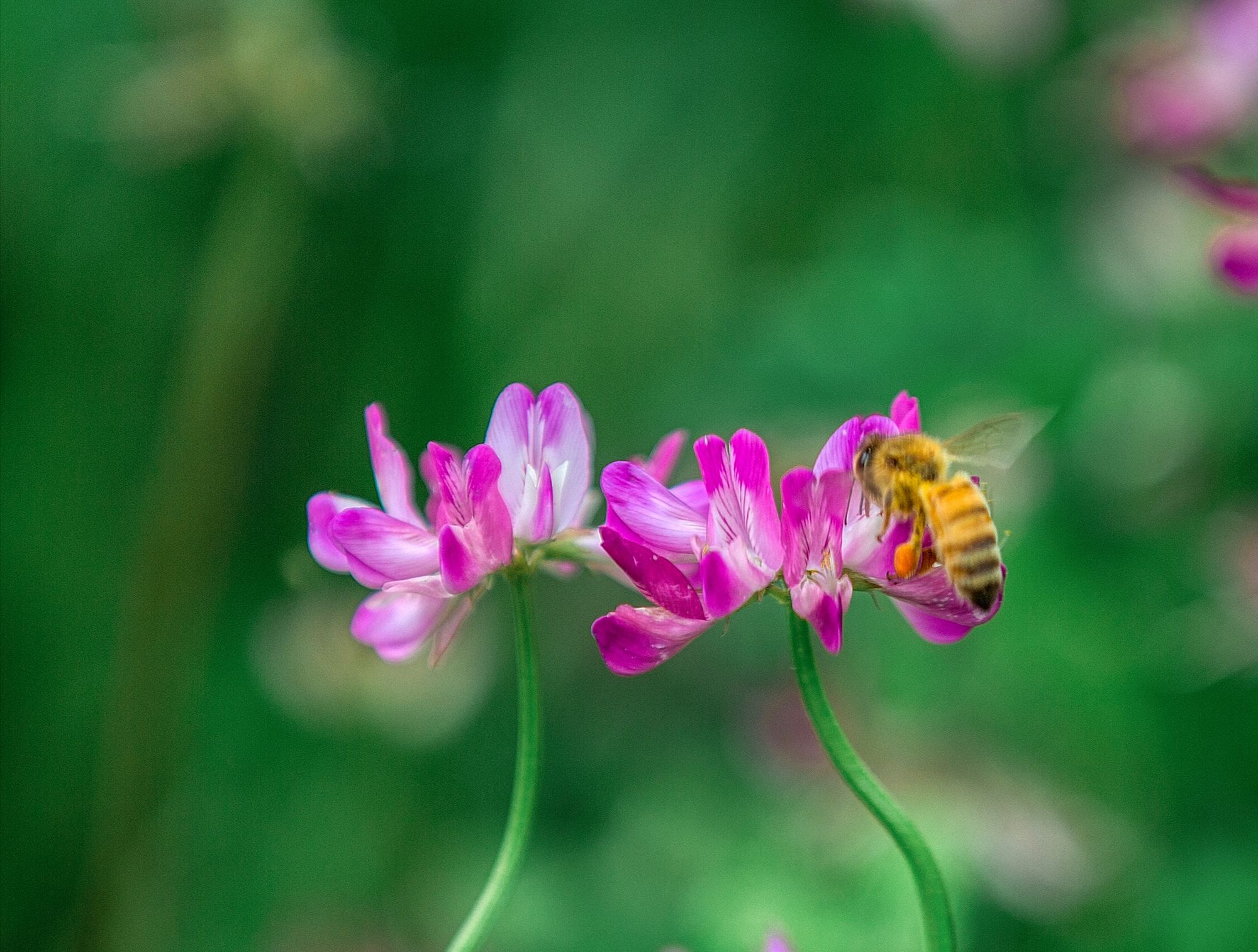 紫云英,春天的美丽风景