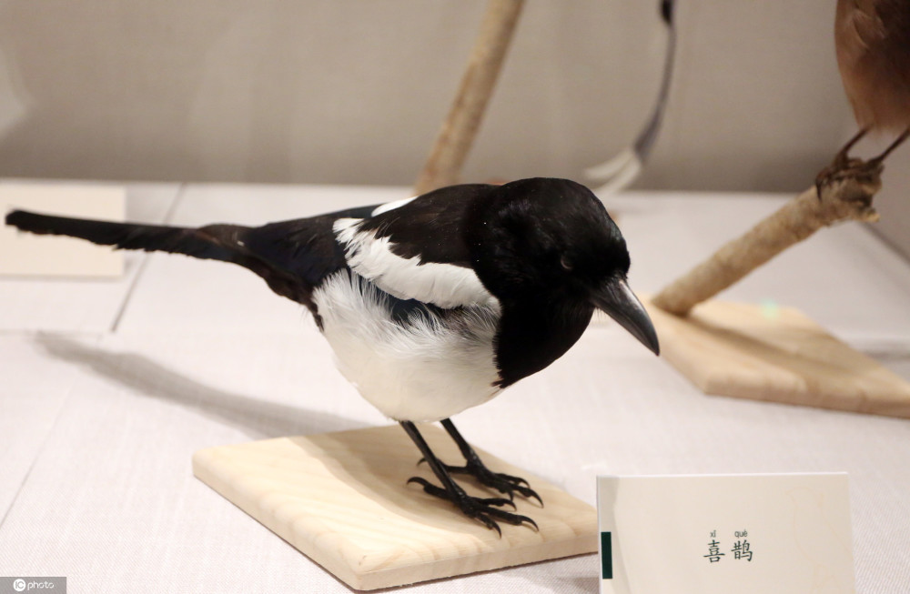 飞羽之美鸟类科学艺术展开展129件鸟类标本展出