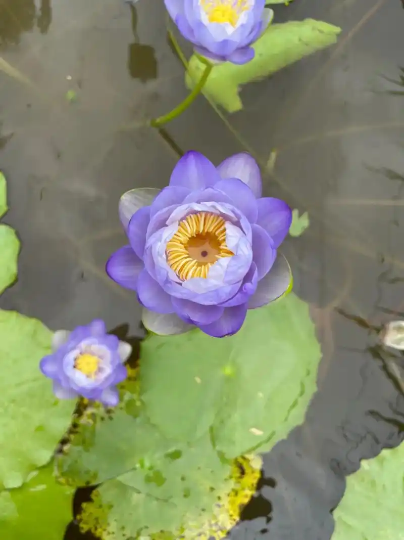 澳洲睡莲带美人痣包子型 很有观赏价值 - 抖音