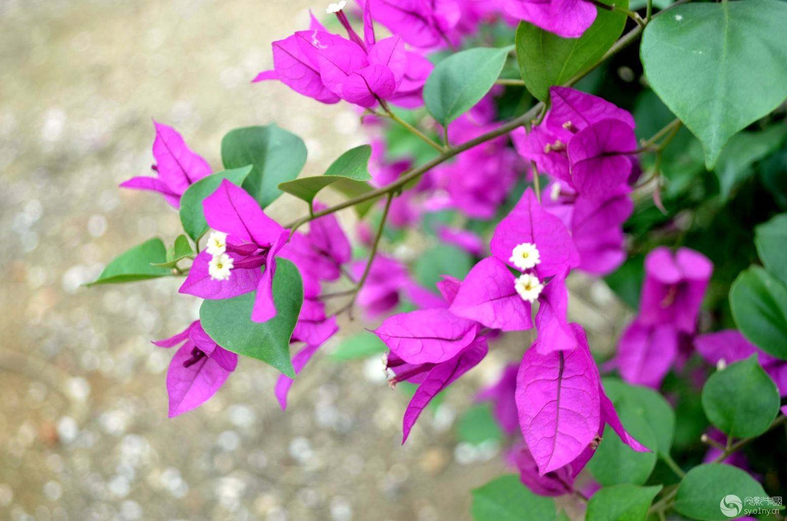 九重葛 九重葛供应成都三角梅价格图片_高清图-四川省信和园林景观