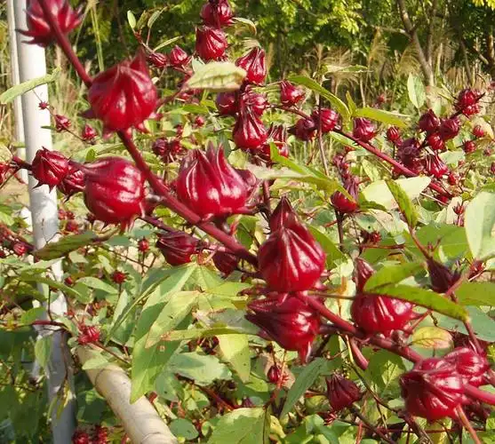 台湾进口糖酥洛神花干/玫瑰花脯/玫瑰花干 非国产 3公斤/包图片大全