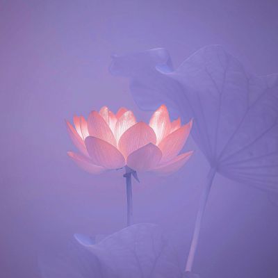 抖音/荷花头像/_微信头像_我要个性网