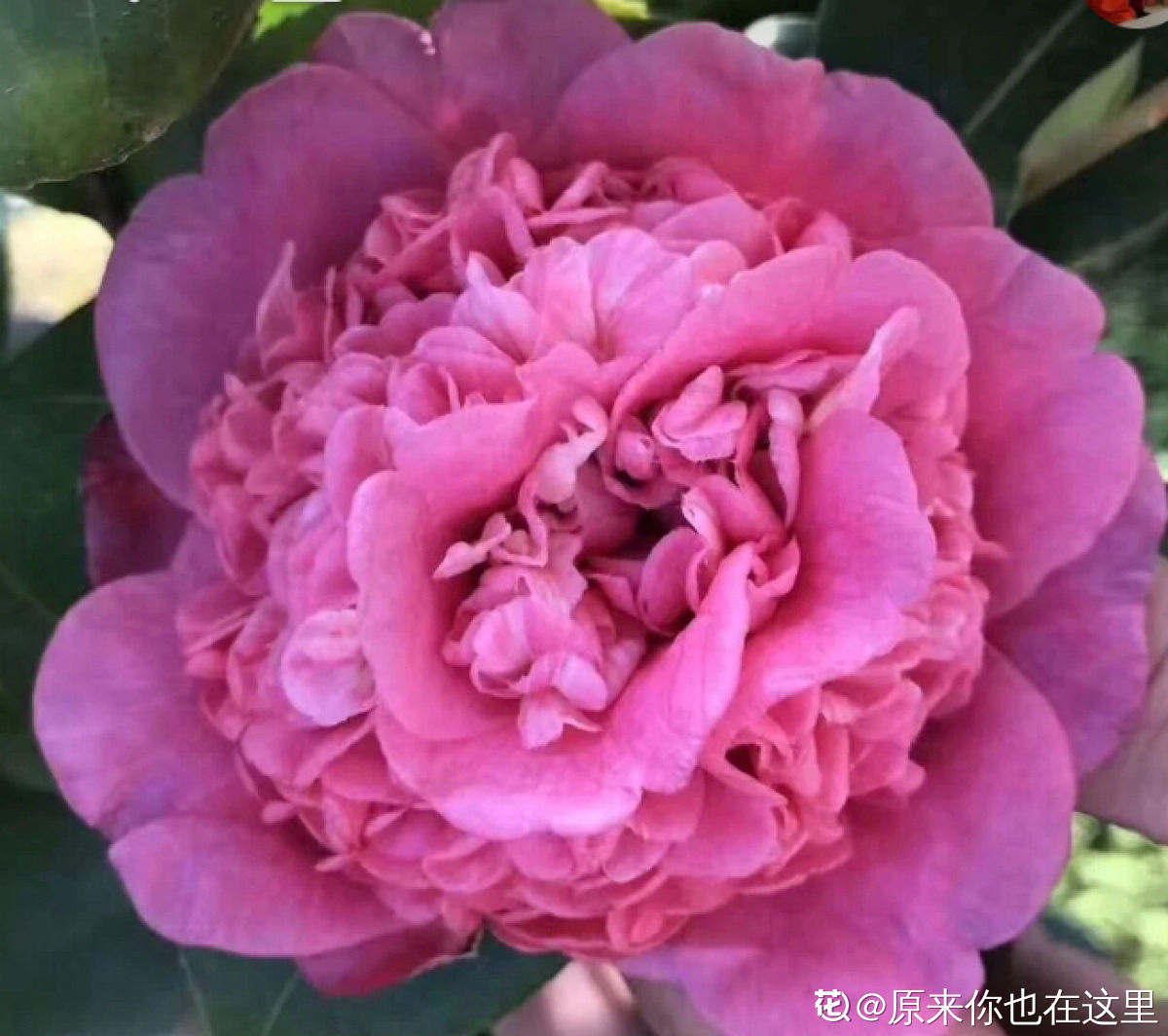 埃及艳后午夜水莲