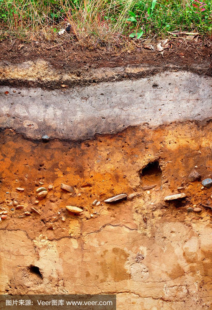 德国西北部比朋附近灰化土或spodosol的土壤剖面