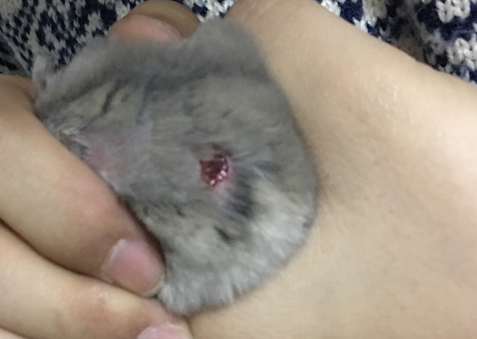 仓鼠身上无故出现一块块的血疤