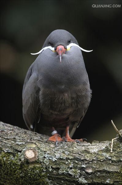 它们的尾巴是黑色的,翅膀是灰色的,翅膀后部分有一个独特的白色