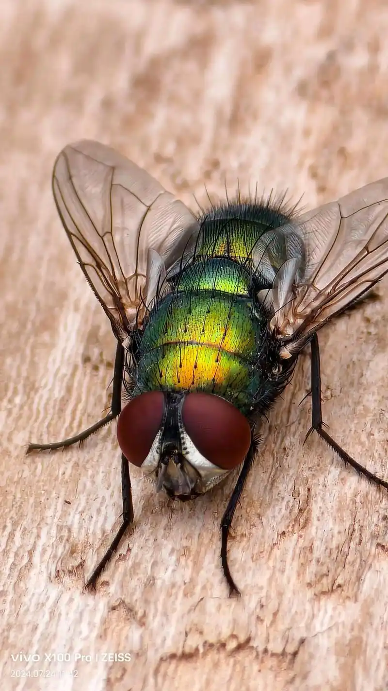 919191#昆虫世界 #奇趣自 - 抖音