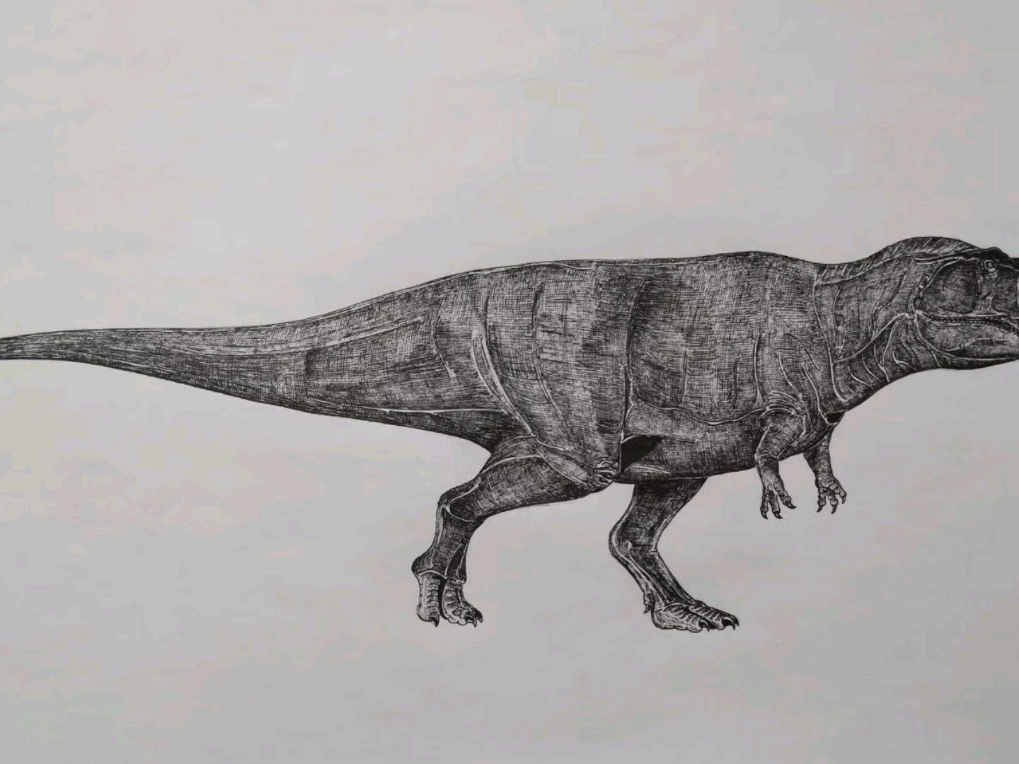 另一个版本的南方巨兽龙