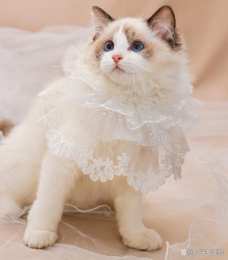 布偶猫是一种非常特别的猫品种,它们不仅长得漂亮,而且性格温顺,非常