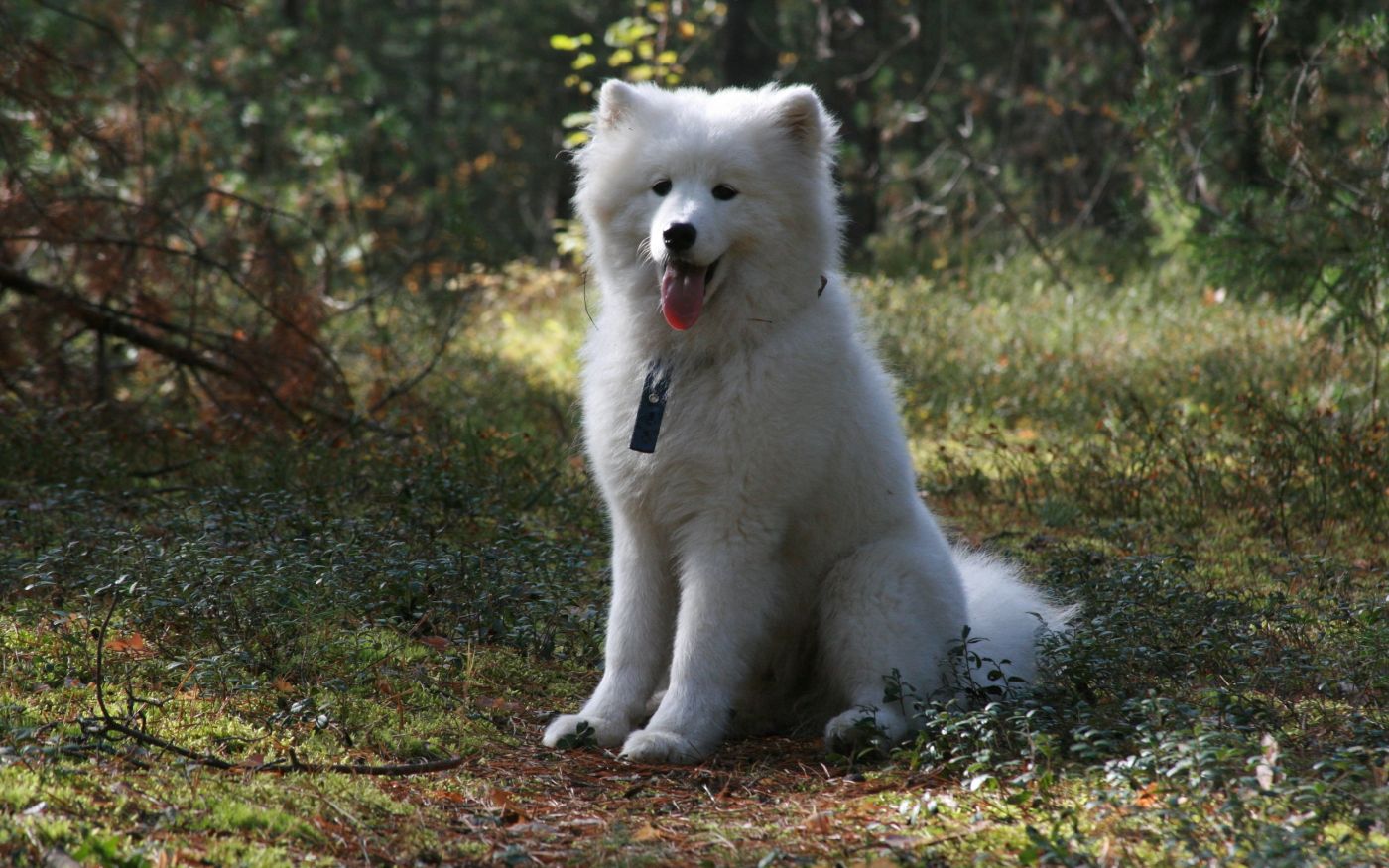 坐在地上伸舌头喘气的萨摩耶犬(samoyed)狗犬壁纸下载