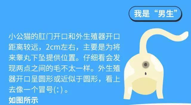 猫咪怎么分辨公母涨姿势了