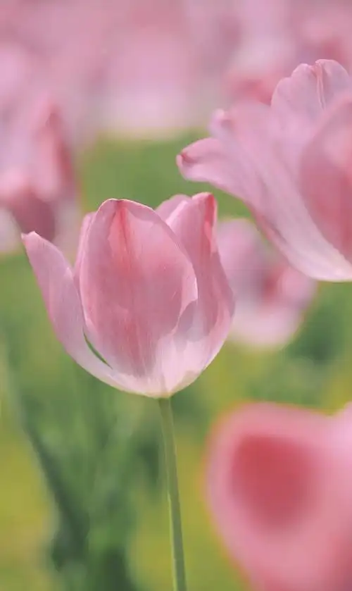 唯美清新的郁金香1280x960分辨率下载,唯美清新的郁金香,高清图片