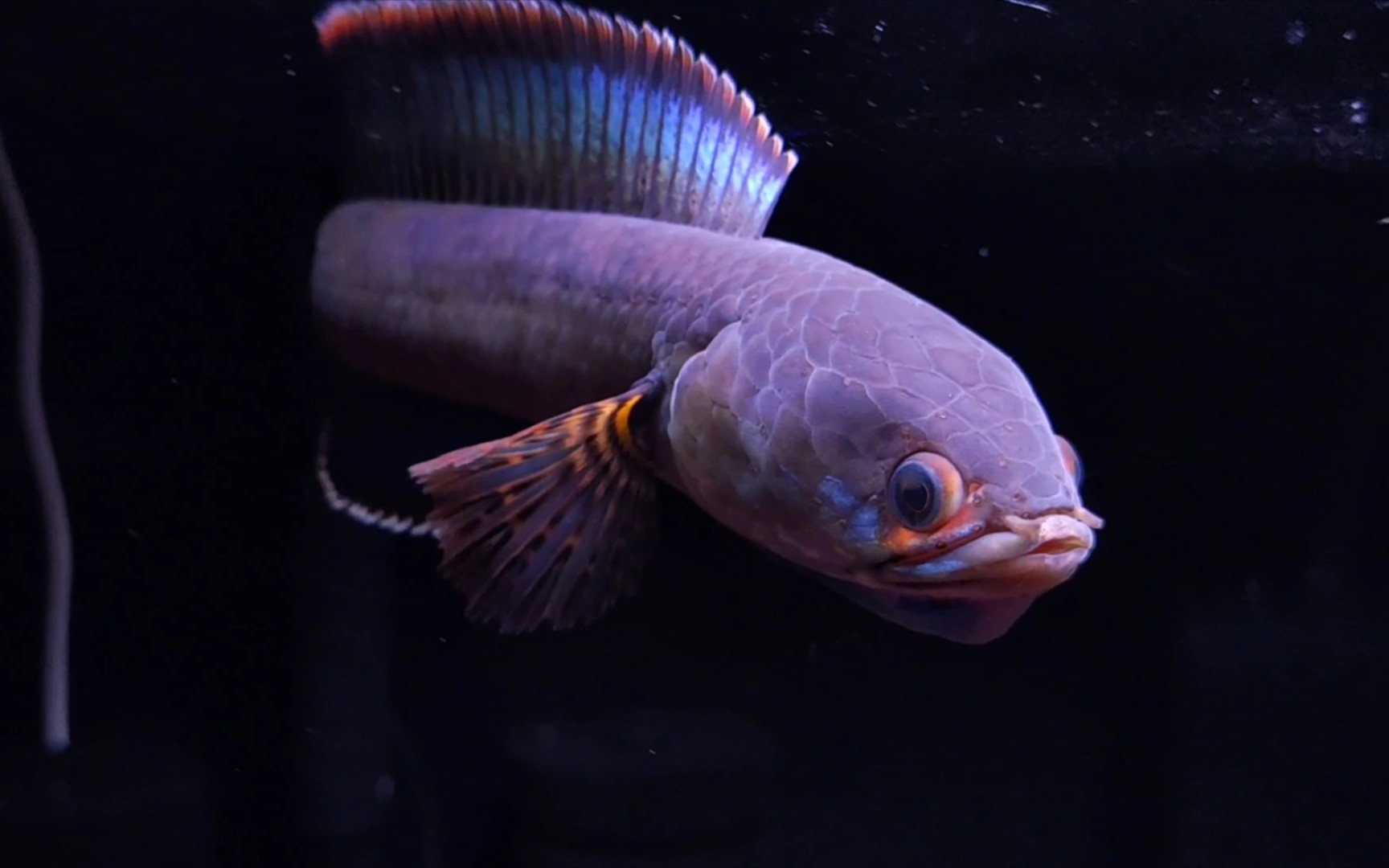 14cm酒红雷龙的身段