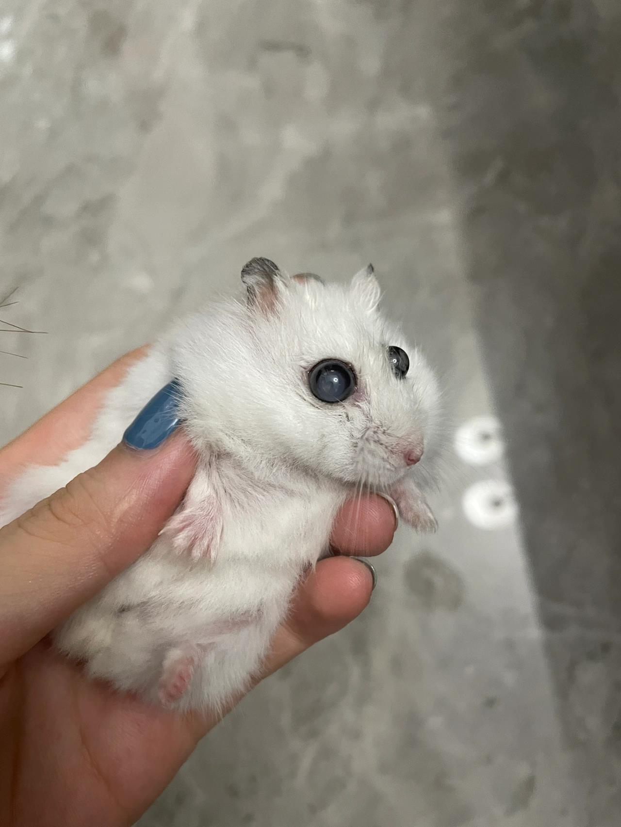 小仓鼠这是怎么了 最近两天发现我的仓鼠眼睛变成这样了 以前乌黑发亮