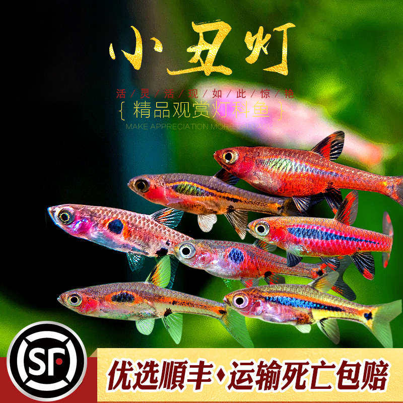 小丑灯鱼迷你小型灯科鱼淡水热带鱼群游一线绿线玫瑰红蚂蚁灯活体
