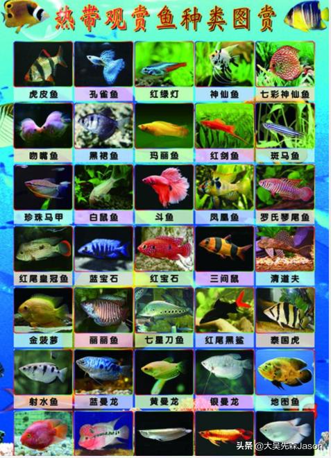 头条问答 - 什么小型热带观赏鱼适合原生鱼缸养?(14个回答)