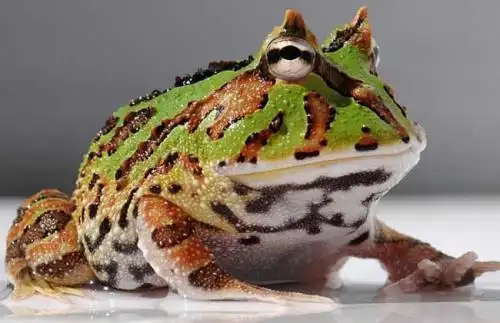 霸王角蛙价格多少钱一只,霸王角蛙市场行情