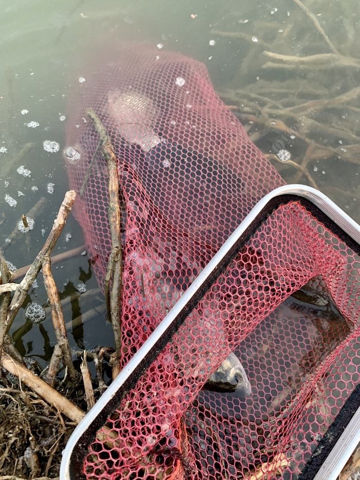 爆护第六周:鱼又从鱼护溢出来了