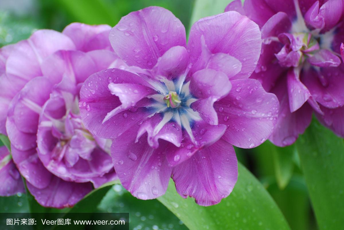 美丽的紫色郁金香花