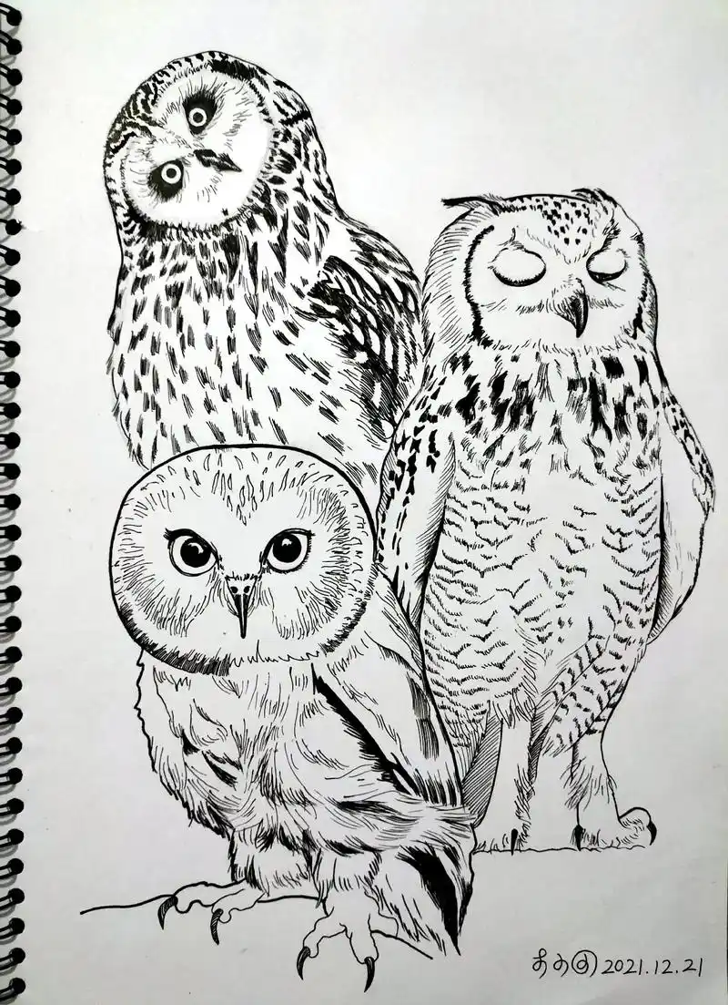 猫头鹰绘画线描速写.#一起学画画 #画画 #绘画 #手绘 # - 抖音