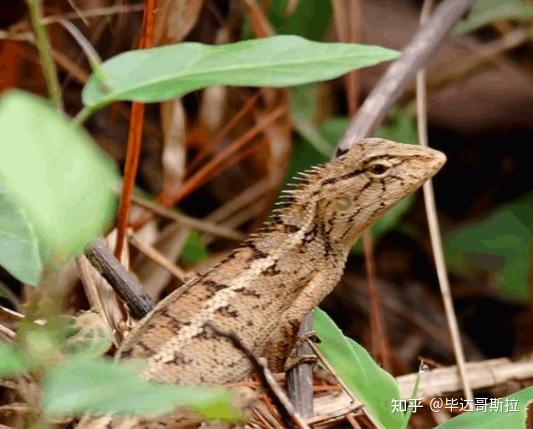 广州路边看到的这种蜥蜴是什么品种? - 知乎