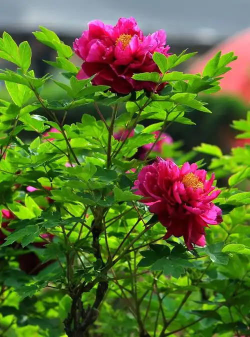 今天天气很好, 发一组牡丹.