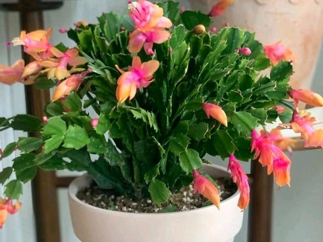 花卉介绍——蟹爪兰