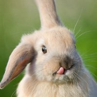 兔子头像图片萌萌哒_微信头像图片大全