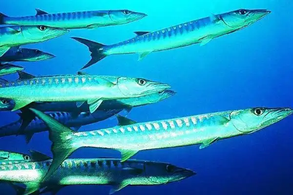 带鱼是深海鱼吗,是海鲜吗