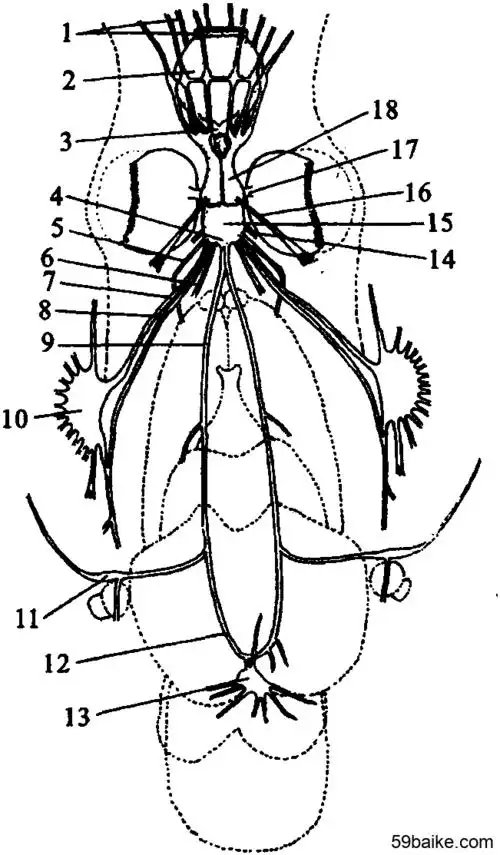 第一节 乌贼的形态与构造