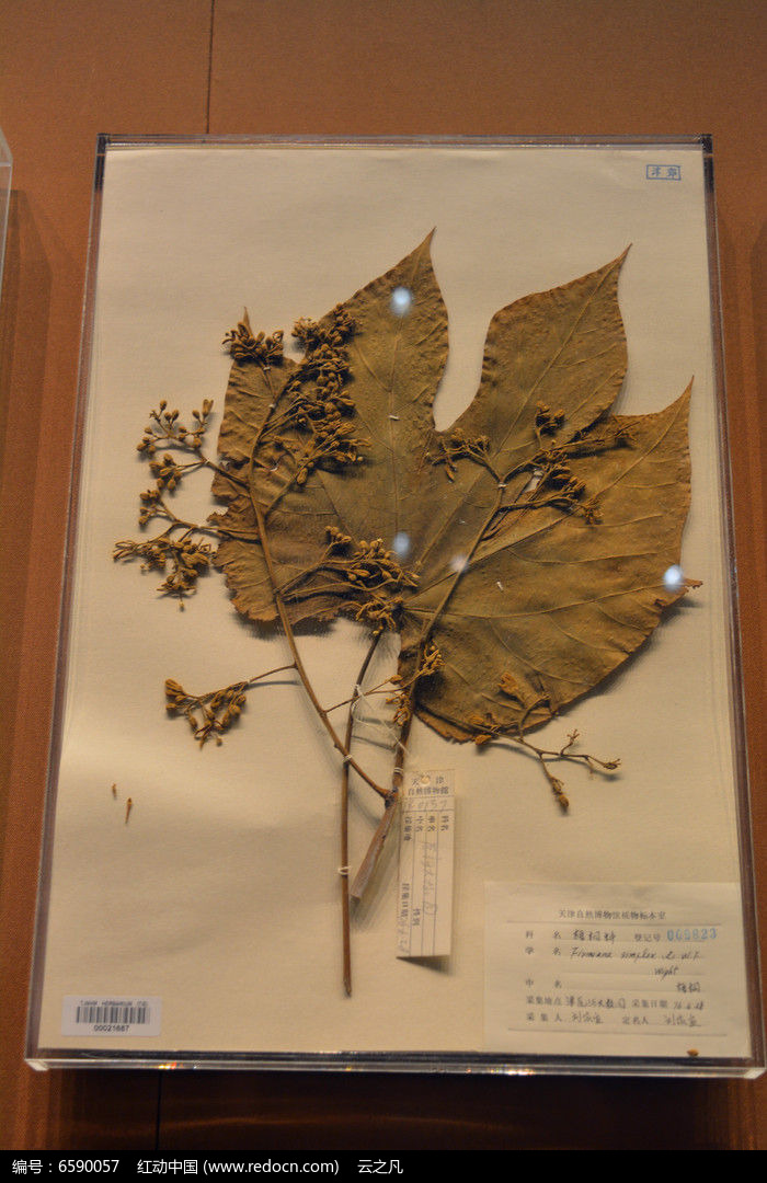 梧桐叶标本