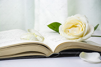 书本上的白色玫瑰花下午书本白色玫瑰花室内静物摄影图配图