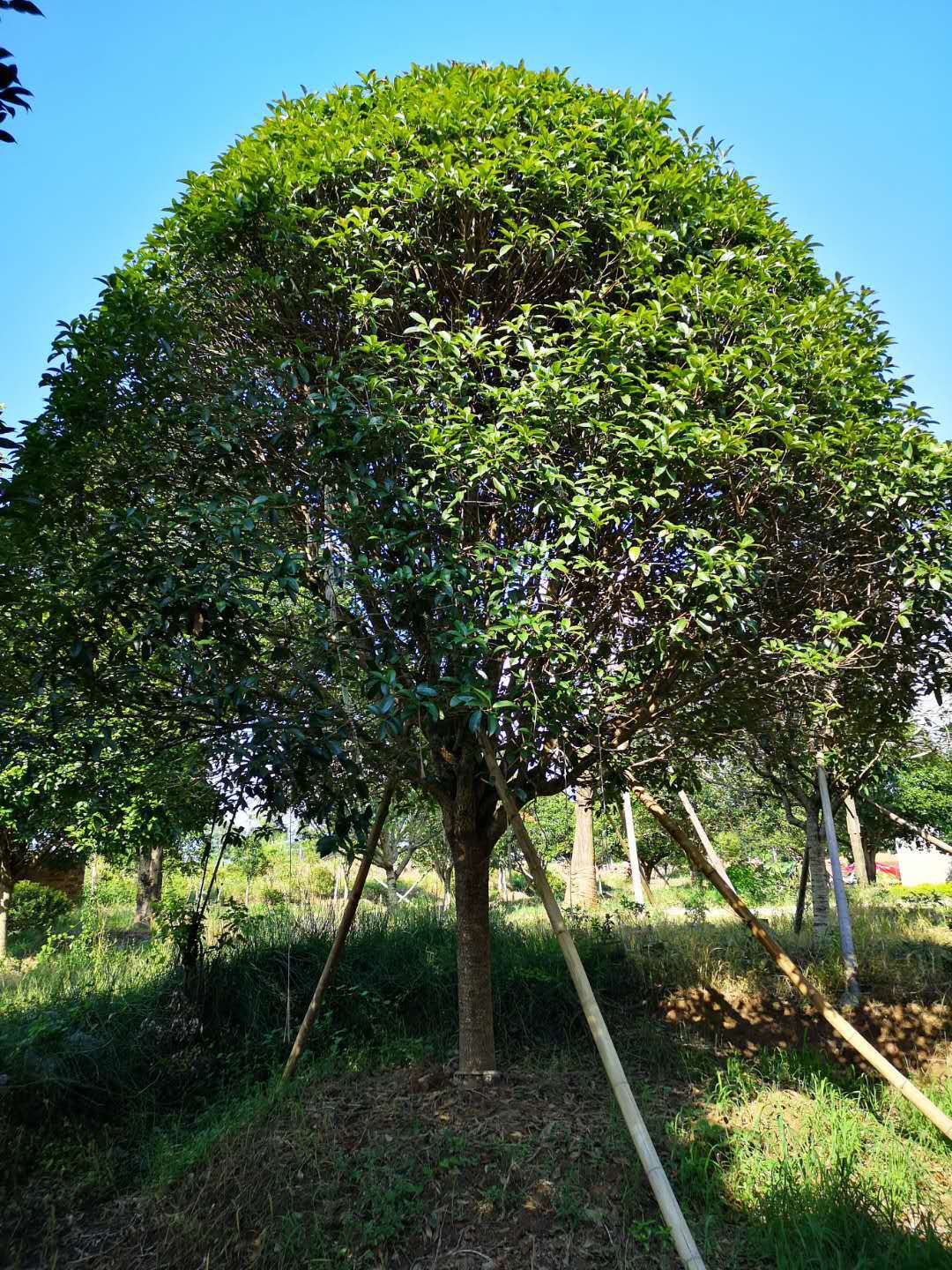 北海道黄杨 绿化苗木行道树 小区庭院篱笆墙 山东1米2米3米黄杨-报价