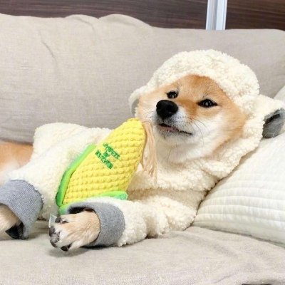 狗狗微信头像图片大全可爱