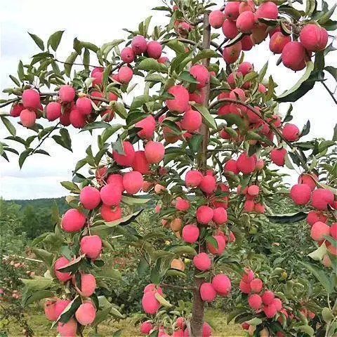 东北耐寒鸡心果苗 鸡心果树 果树苗南方北方种植苹果树苗盆栽地栽