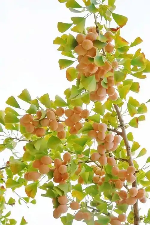 银杏的果实就是我们通常说的白果(秋季一树金黄的银杏)(2)