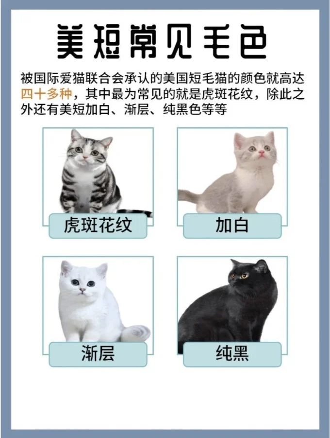 1分钟认识1只猫美短