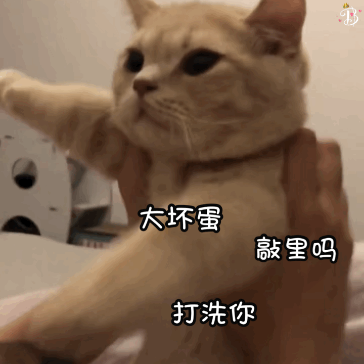 猫咪表情包赞评论更多