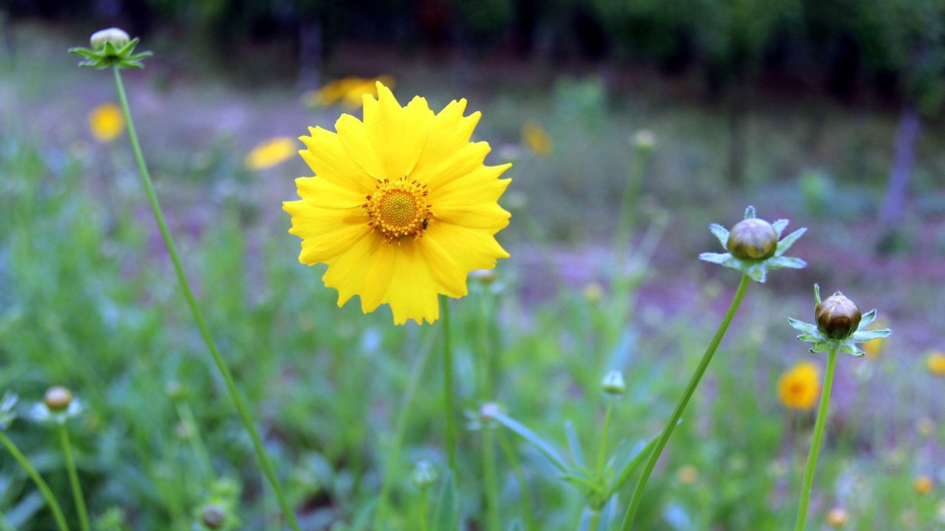 金鸡菊唯美小清新图片桌面壁纸