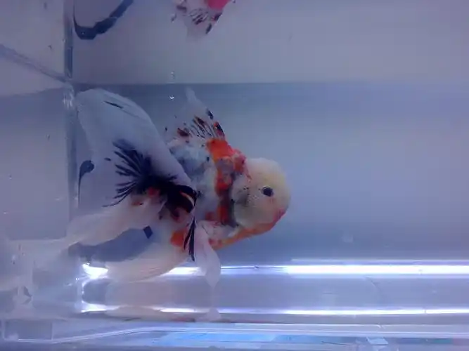 一条五花泰狮 - 国粹金鱼 - cta南美水族