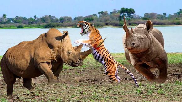看老虎是如何捕杀一头犀牛的-动物视频-搜狐视频