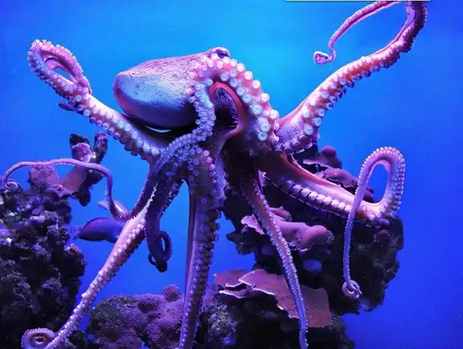 章鱼到底是什么鬼 章鱼叫什么