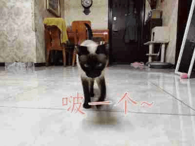 暹罗猫表情包!拿走不谢[得意]