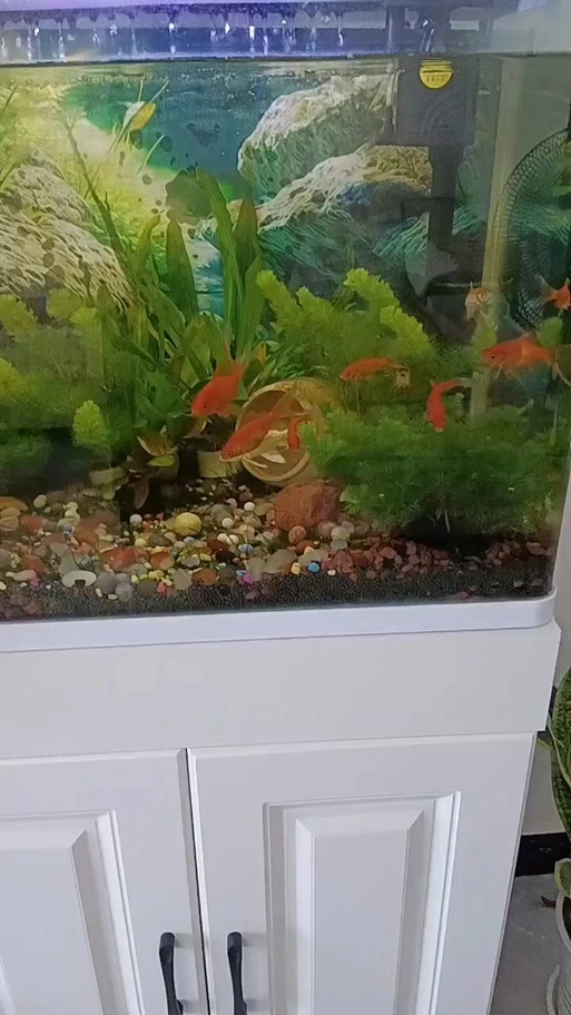 黄魔神#观赏鱼 #养鱼日记 #养鱼人 #雷龙鱼 @抖音小助手,黄魔神雷龙鱼