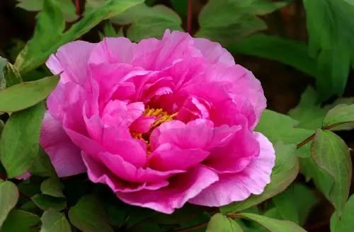 唯有牡丹真国色,花开时节动京城.