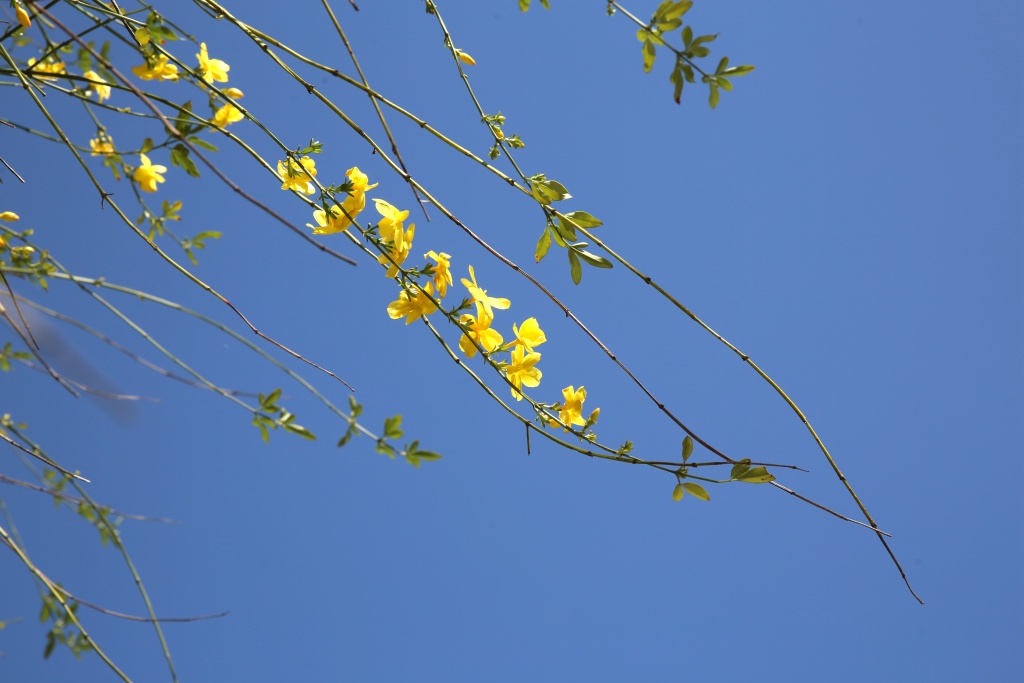 迎着明媚的阳光,迎春花随着纤长尖细的嫩绿枝条向四周舒展着,下垂的枝