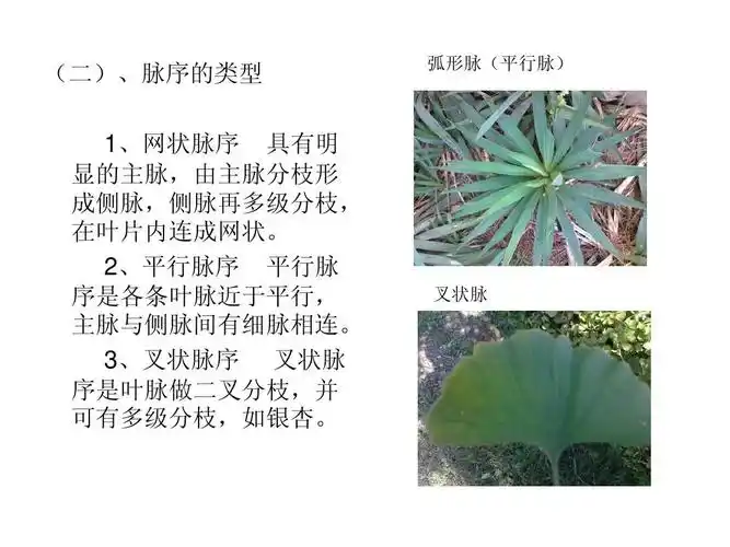 教育 农学 植物学——叶的形态3ppt 弧形脉(平行脉) (二),脉序的类型
