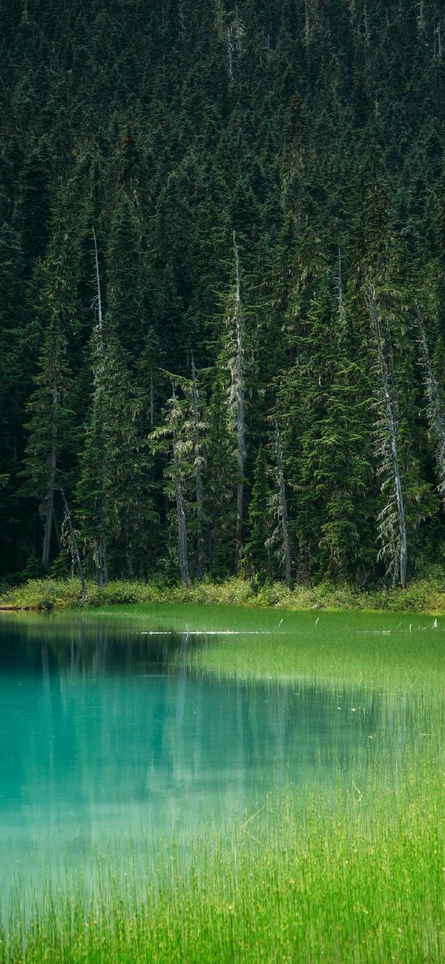 高清壁纸无水印 自然森林风景摄影壁纸