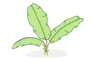 绿色芭蕉简笔画