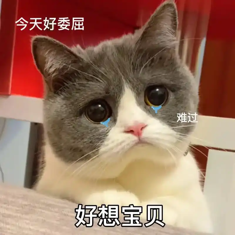 今天是委屈的小猫猫,#猫咪表情包 #抖音图文来了 #艾特你想 - 抖音